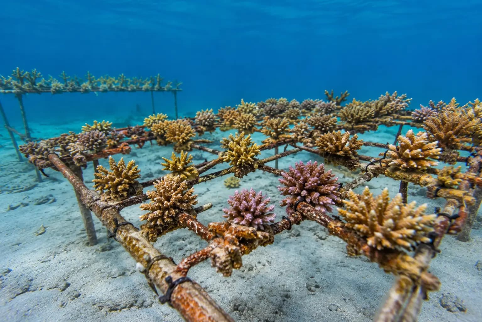 佛羅里達州的珊瑚復育產業─為海洋「重新造林」